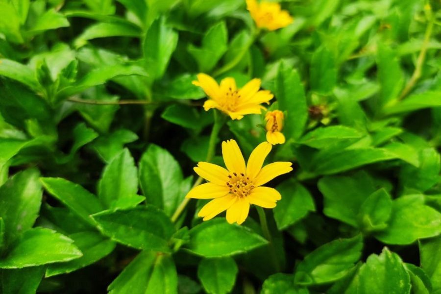 Lưu ý quan trọng khi sử dụng cây sài đất chữa viêm da cơ địa để đảm bảo an toàn và hiệu quả