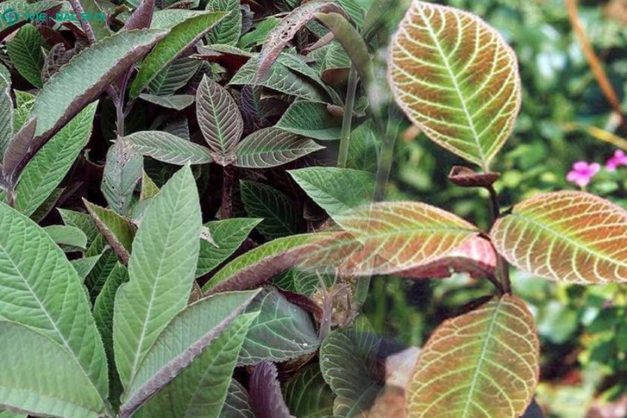 Lá khôi giúp giảm acid, làm se vết loét và hỗ trợ bảo vệ niêm mạc dạ dày