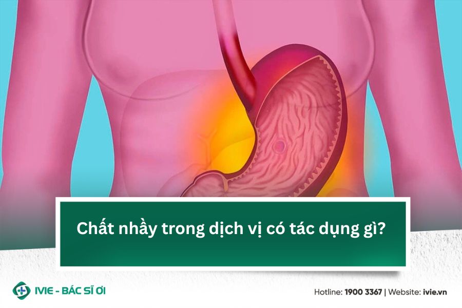 Chất nhầy trong dịch vị có tác dụng gì?