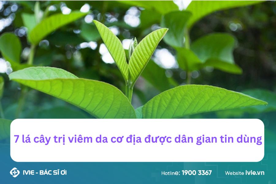 7 lá cây trị viêm da cơ địa được dân gian tin dùng