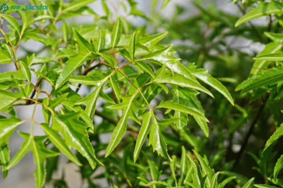 Cây đinh lăng dược liệu quý giúp bổ phổi, tiêu đờm và giảm ho hiệu quả ngay tại nhà