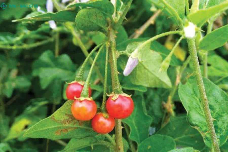 Cà gai leo chứa hoạt chất glycoalkaloid giúp hạ men gan và ức chế sự phát triển của xơ gan sớm