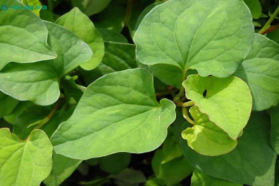 Cách xông trĩ bằng rau diếp cá