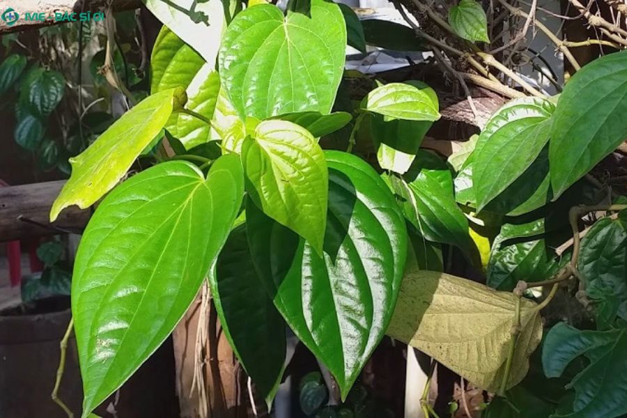 Cách xông trĩ bằng lá trầu không