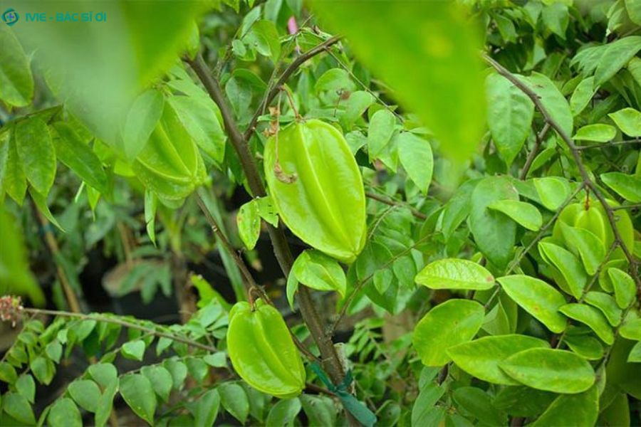 Nấu nước lá khế để tắm hoặc giã nát lá khế tươi rồi đắp trực tiếp lên vùng da ngứa