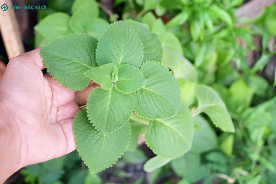 Cách dùng húng chanh giảm ho cho bé 7 tháng