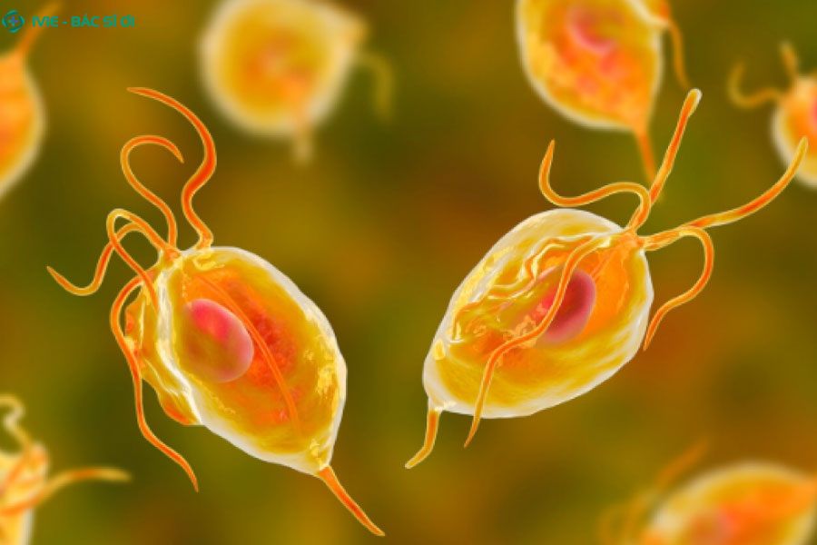 Những đối tượng nguy cơ cao nhiễm ký sinh trùng