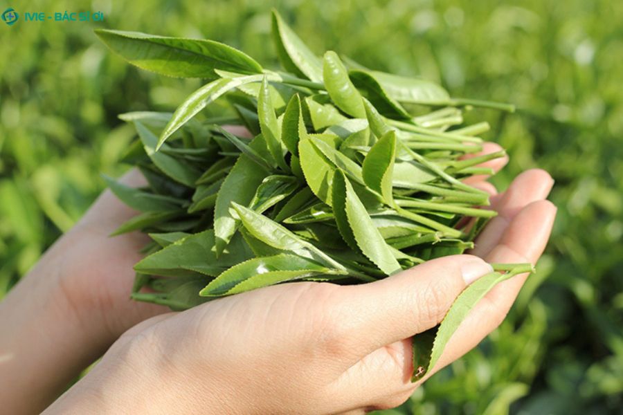 Chè xanh giúp ngăn làm giảm tình trạng sưng đỏ và ngứa ngáy