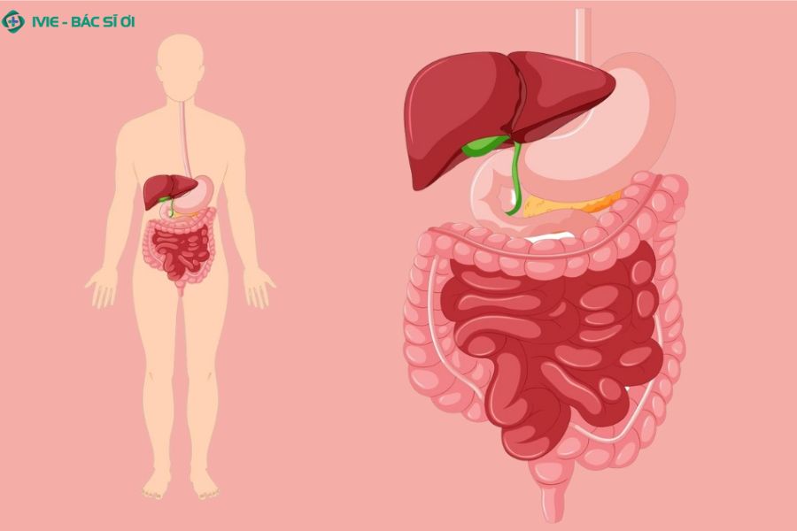 Hơi thở có mùi chua dấu hiệu cảnh báo vấn đề dạ dày, trào ngược hoặc vi khuẩn H. pylori