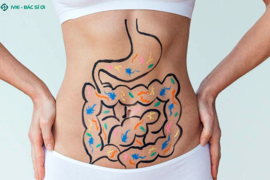 Các loại tuyến tiết dịch vị trong dạ dày và vai trò của từng loại tế bào