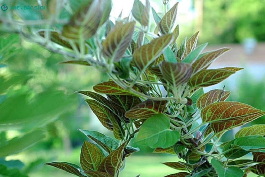 Trứng lá mơ - món ăn dân gian giúp giảm đau bụng, tiêu chảy, hỗ trợ tiêu hóa