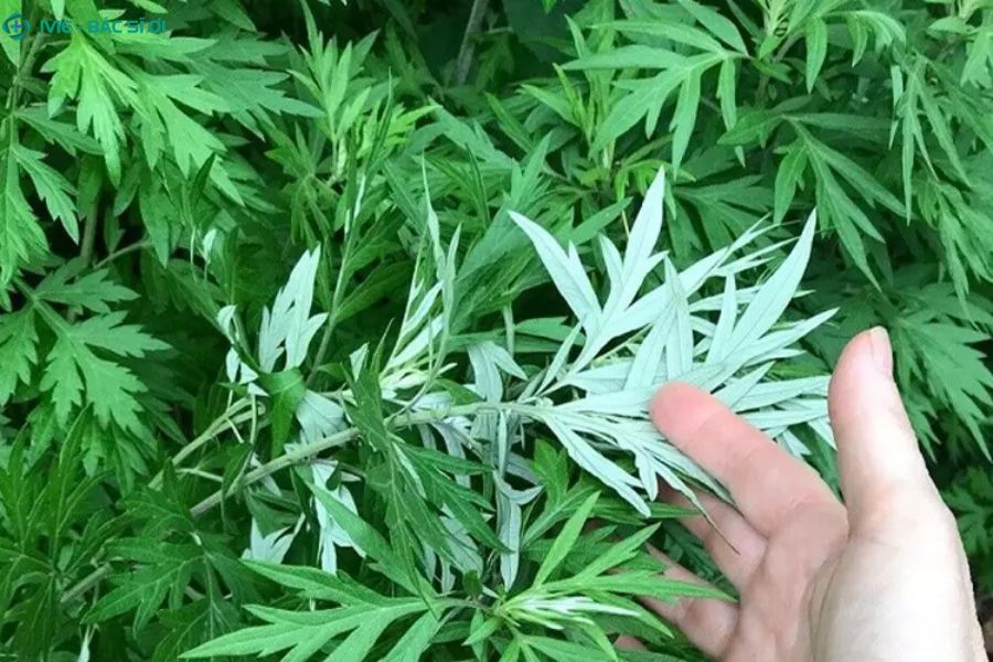 Cây ngải cứu chữa viêm lộ tuyến cổ tử cung
