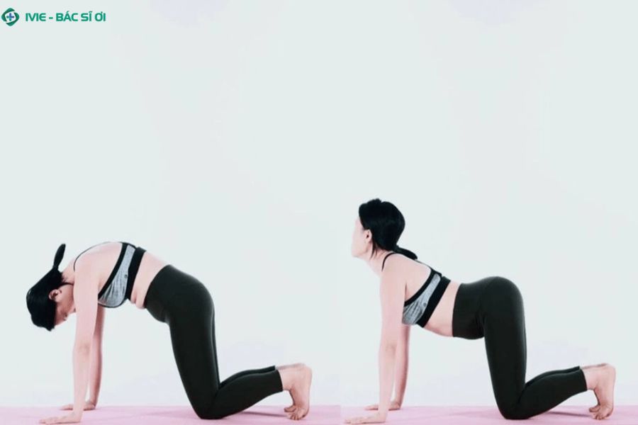 Tư thế con mèo - bò là gì?