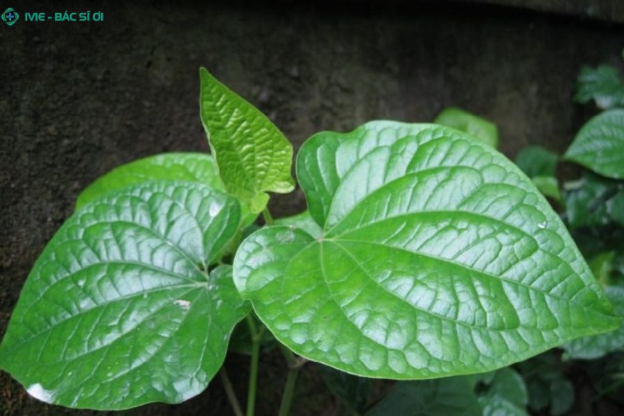 Cách xông trĩ bằng lá lốt