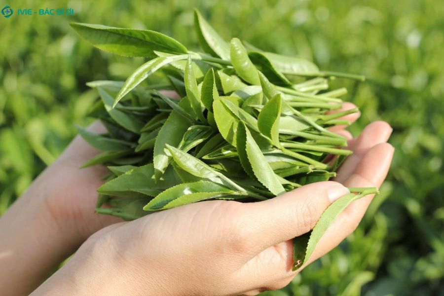 Lá chè xanh chữa viêm lộ tuyến cổ tử cung tại nhà