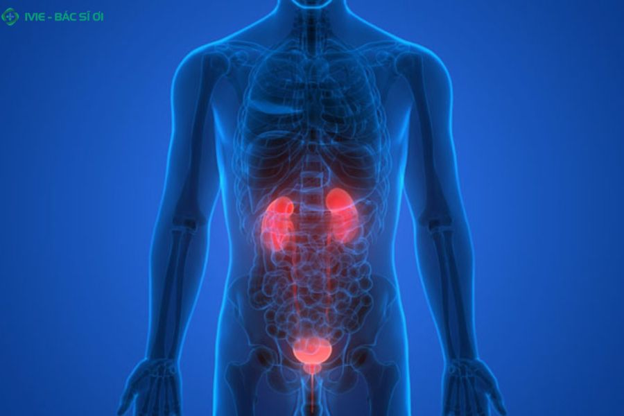 Phì đại tuyến tiền liệt và viêm nhiễm đường tiểu dưới nguyên nhân hàng đầu gây tiểu đêm