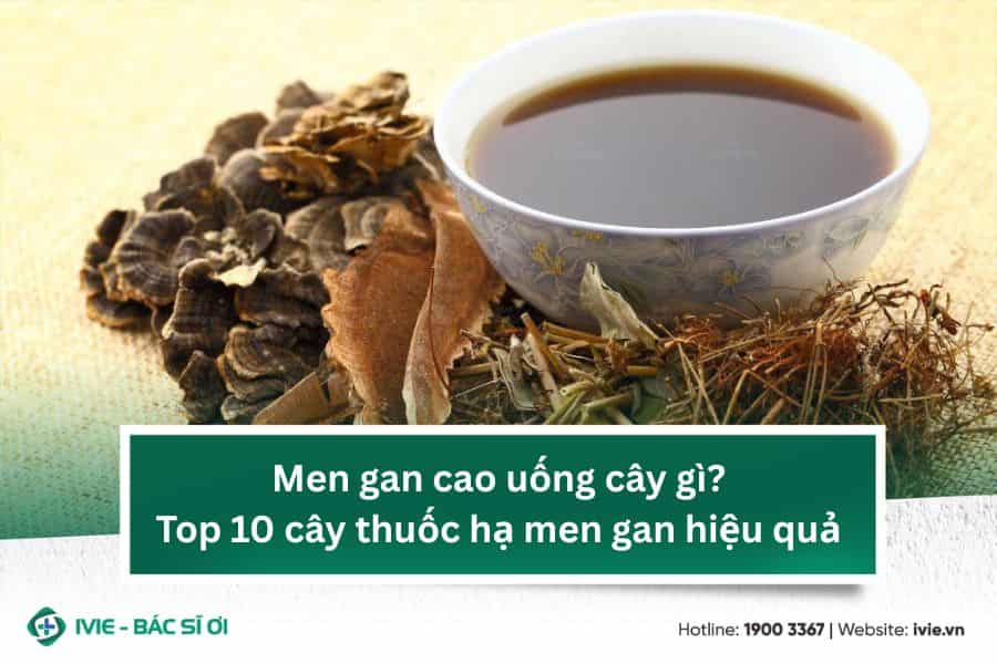 Men gan cao uống cây gì? Top 10 cây thuốc hạ men gan hiệu...