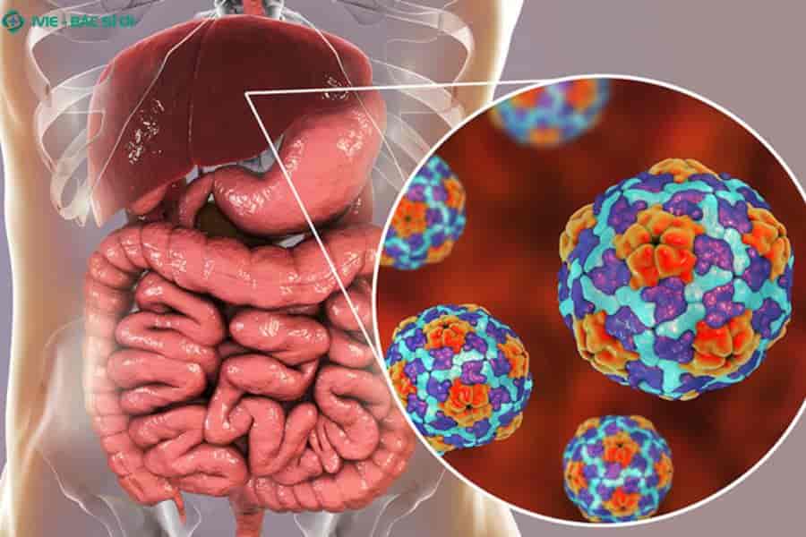 Các chủng virus viêm gan âm thầm nhân lên và tàn phá tế bào gan trên diện rộng