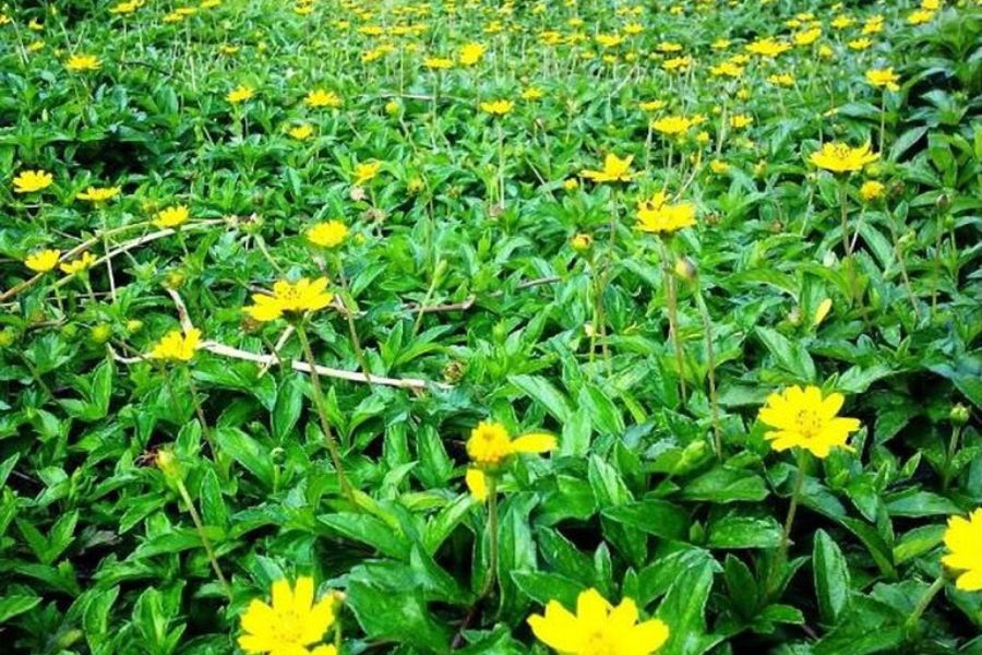 Cây sài đất thảo dược tự nhiên hỗ trợ giảm viêm da cơ địa hiệu quả