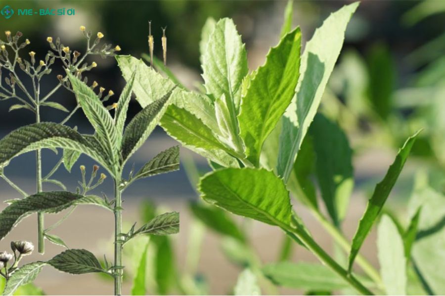 Cách xông trĩ bằng lá cúc tần