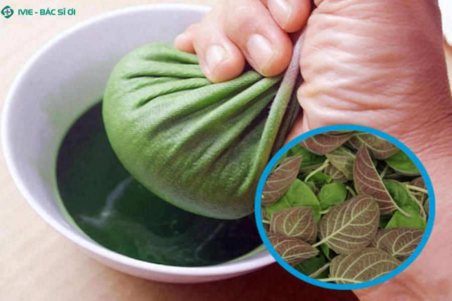 Lá mơ lông giúp kháng khuẩn, tiêu viêm và bảo vệ niêm mạc