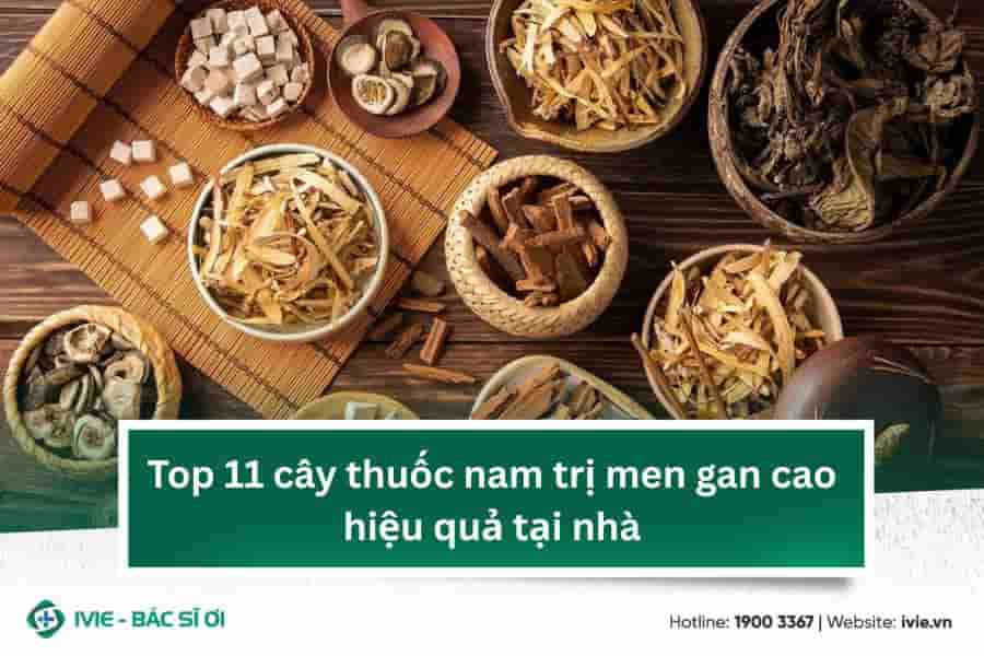 Top 11 cây thuốc nam trị men gan cao hiệu quả tại nhà