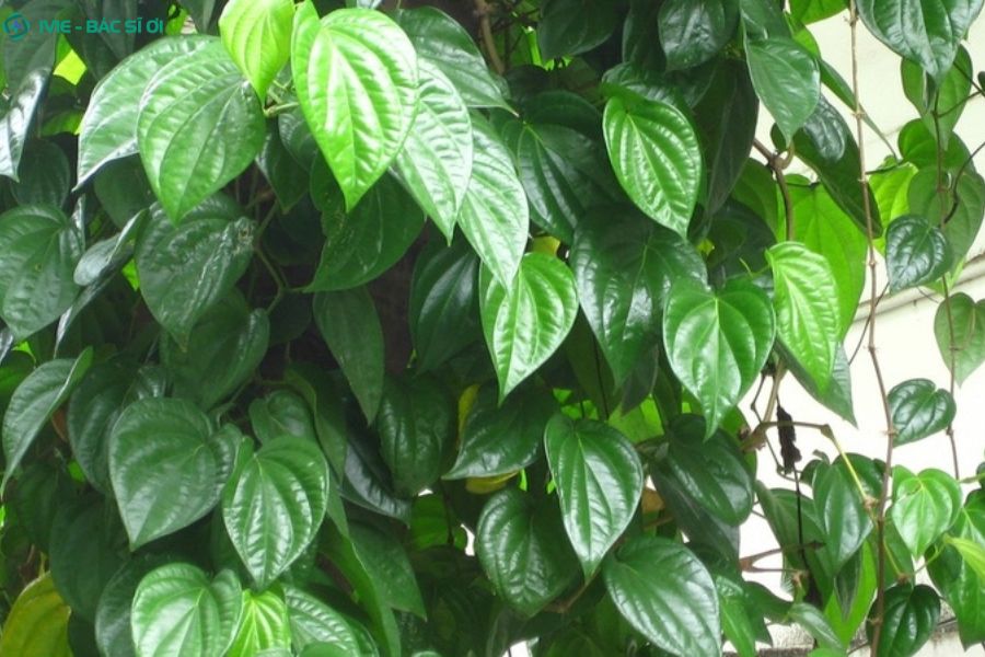 Chữa viêm lộ tuyến bằng lá trầu không có tốt không?