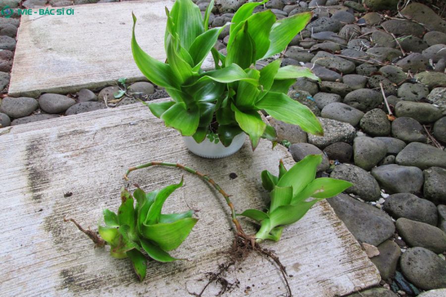 Cây lược vàng hỗ trợ kháng viêm, giảm đau và phục hồi niêm mạc dạ dày