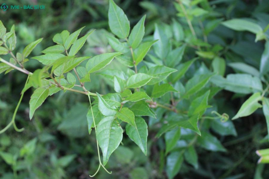 Chè dây kháng viêm, hỗ trợ diệt vi khuẩn HP và làm se vết loét dạ dày