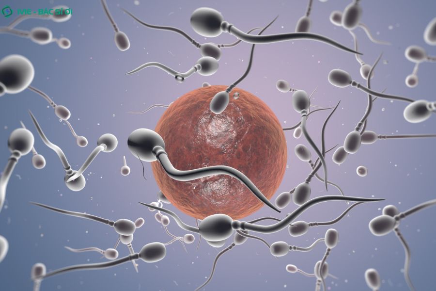 Cơ thể nam giới có cơ chế tự đào thải hoặc tái hấp thụ tinh trùng già yếu nếu không có hoạt động xuất tinh