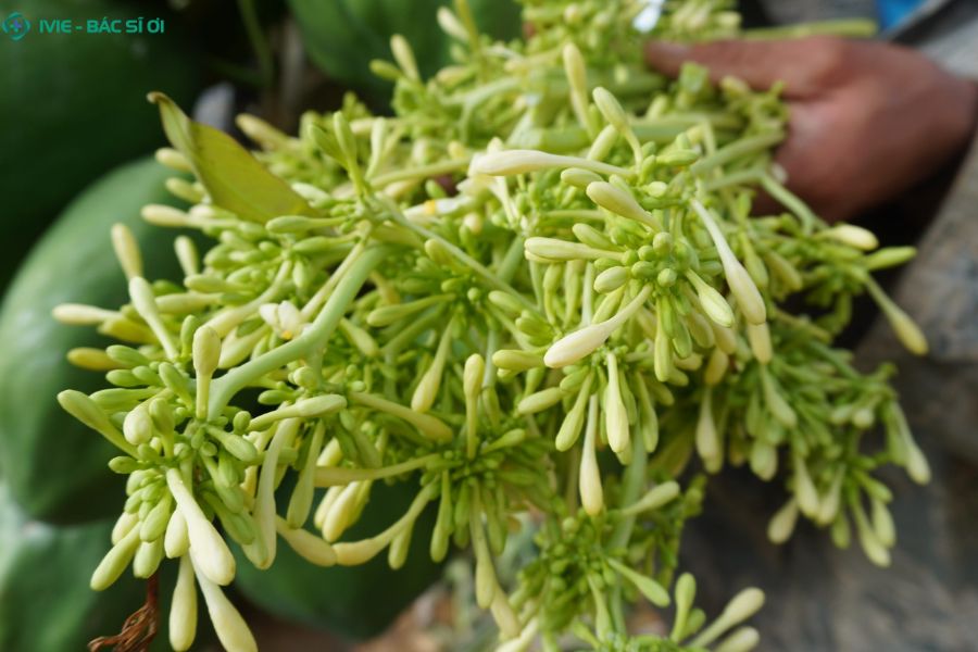 Hoa đu đủ đực ngâm mật ong bài thuốc dân gian giúp giảm ho