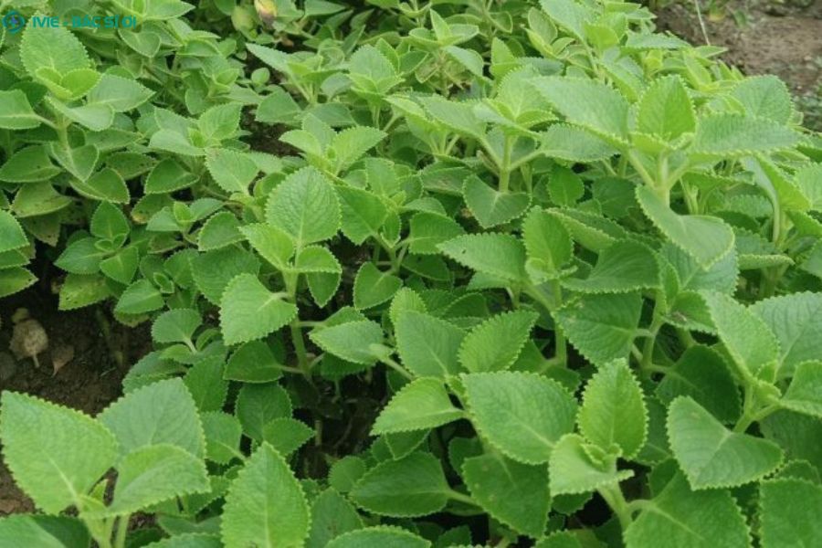 Lá húng chanh giải pháp tự nhiên giúp tiêu đờm, giảm ho và làm dịu đường hô hấp hiệu quả