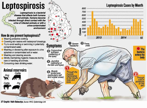 Tình trạng nhiễm bệnh do leptospira xảy ra như thế nào?