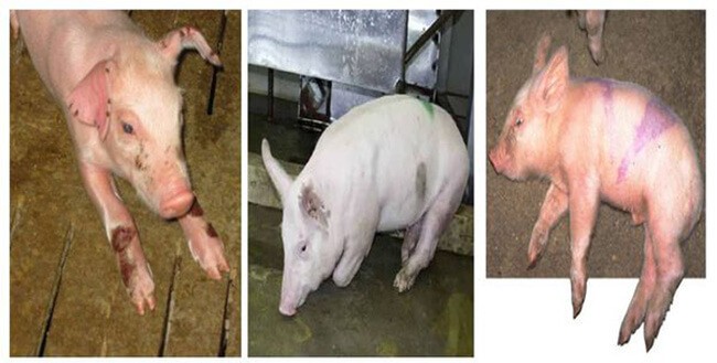 Đường lây truyền bệnh chính, nhưng ít được quan tâm là qua tiếp xúc với dịch tiết của lợn đã bị nhiễm S. suis.