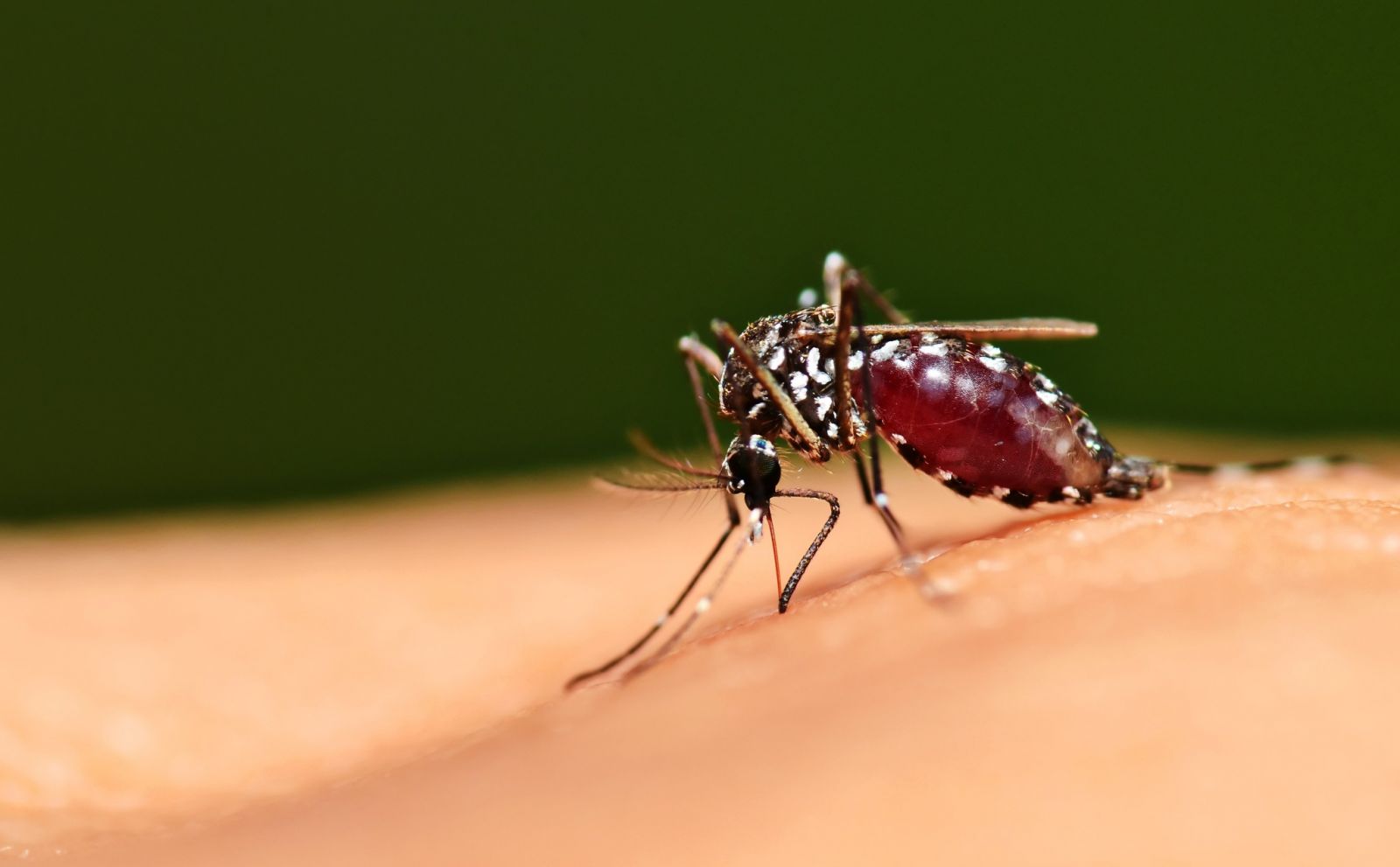 Muỗi Aedes agypti là trung gian truyền bệnh chính.