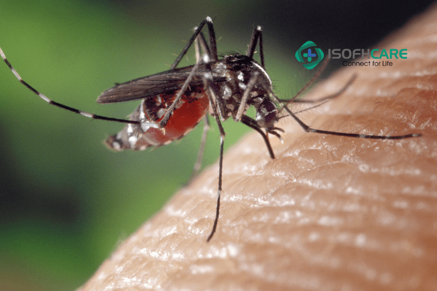 Theo ước tính, có khoảng 50-100 triệu người mắc bệnh sốt xuất huyết mỗi năm.