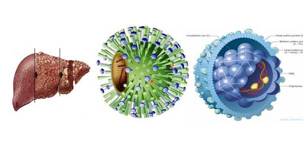Viêm gan virus B có nhiều thể lâm sàng.