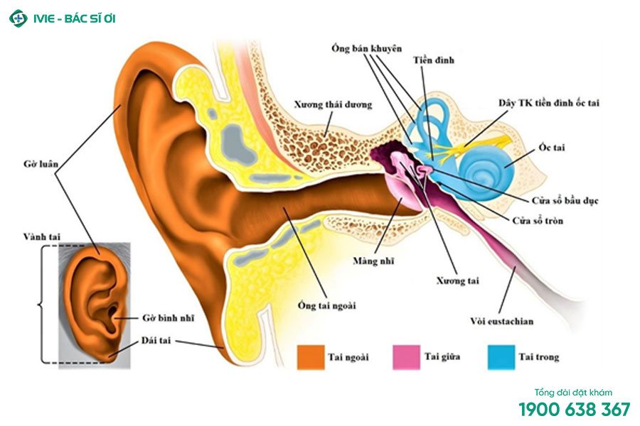 Cấu trúc giải phẫu của tai