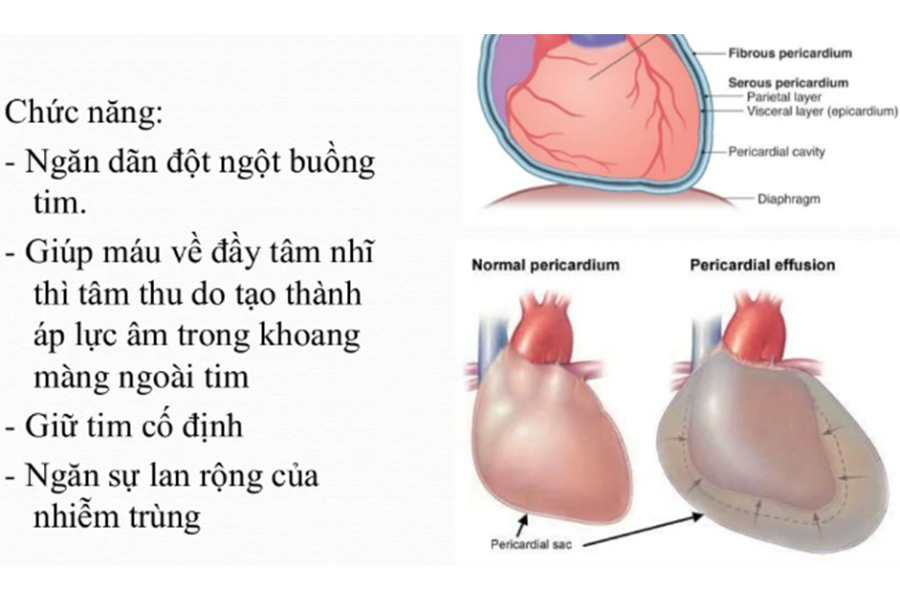 Chức năng của màng ngoài tim