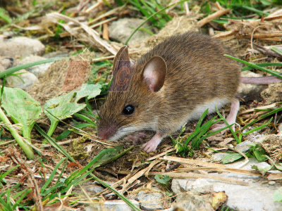Chuột là động vật mang mầm bệnh.