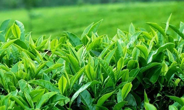 Điều trị sốt không phát ban bằng lá trà xanh