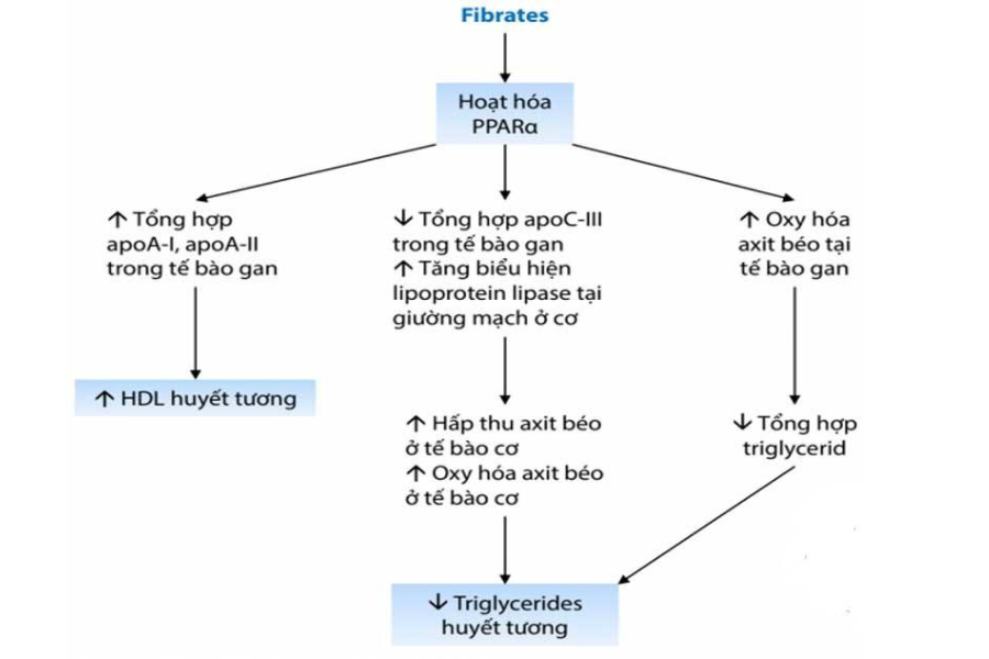 Cơ chế điều trị rối loạn lipid máu của nhóm fibrate