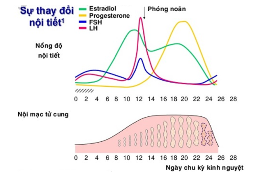 Niêm Mạc Tử Cung Dày Là Gì Có Nguy Hiểm Không 