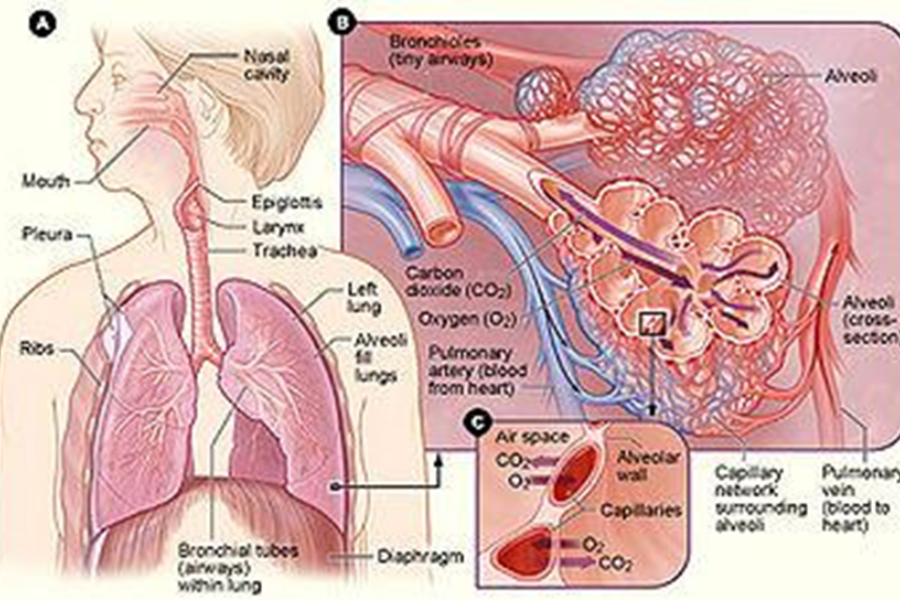 Giải phẫu nhu mô và mạch máu phổi