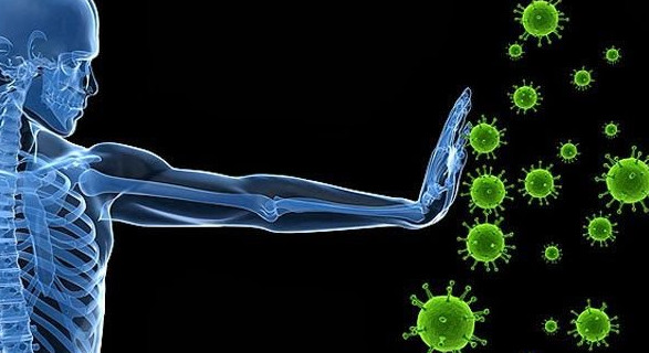 Miễn dịch trong bệnh lao là miễn dịch tế bào