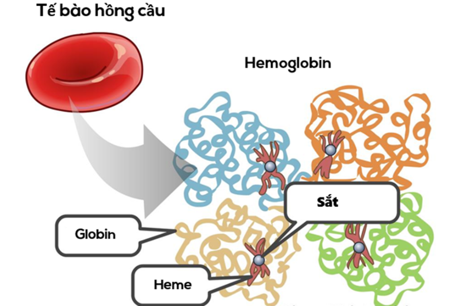 Đột biến của chuỗi beta-globin gây ra bệnh beta thalassemia