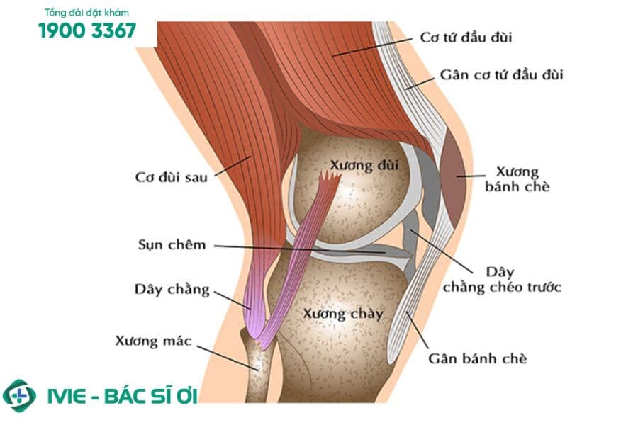 Đau khớp gối tác động tới sức khỏe như thế nào?