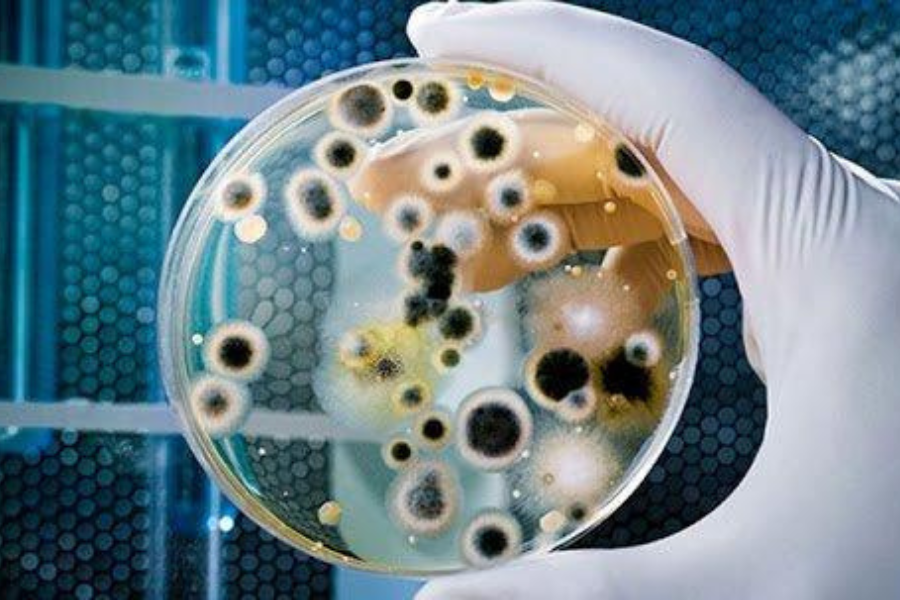 Khuyến cáo sử dụng kháng sinh dựa vào phương pháp kháng sinh đồ