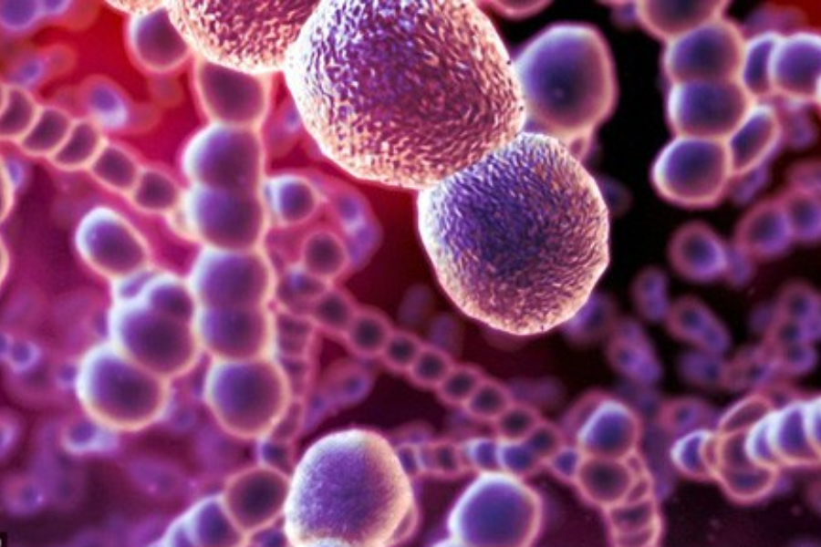 Liên cầu khuẩn, nguyên nhân thường gặp gây viêm nội tâm mạc nhiễm khuẩn