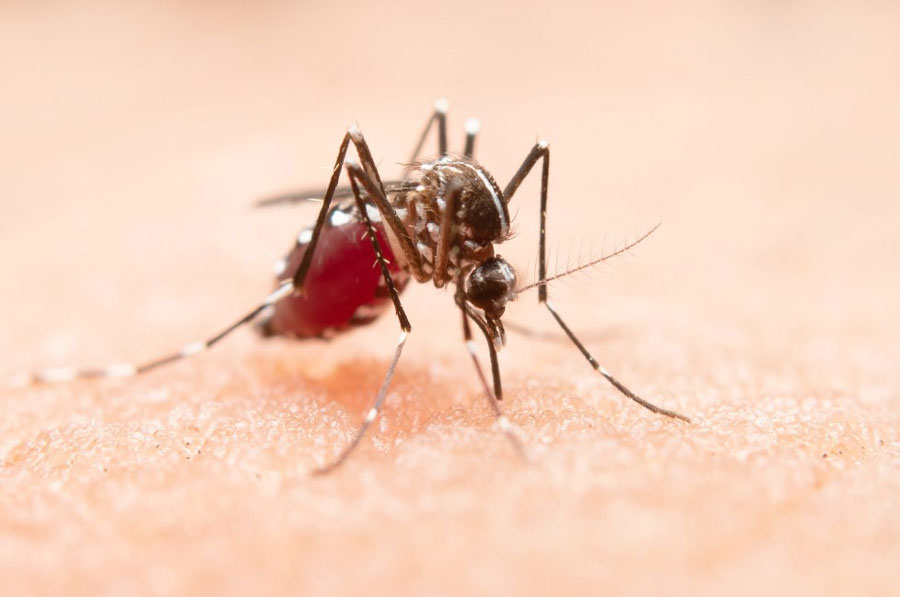 Muỗi vằn Aedes aegypti gây bệnh sốt xuất huyết